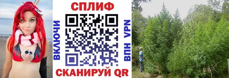 Шишки марихуана сатива  Карабаново 